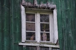 Kapliczka przydrożna w oknie budynku. Nowy Gierałtów, gmina Stronie Śląskie, powiat kłodzki.