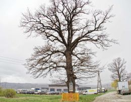 Przydrożna kapliczka na drzewie. Lutomia Dolna, gmina Świdnica. powiat świdnicki.