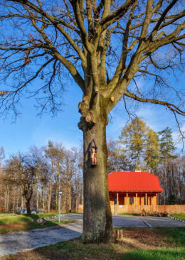 Chrystus Frasobliwy - na drzewie przed leśniczówką. Hermanowa, gmina Tyczyn, powiat rzeszowski.