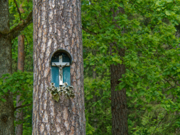 Przydrożna kapliczka na drzewie. Konne, gmina Supraśl. powiat białostocki.