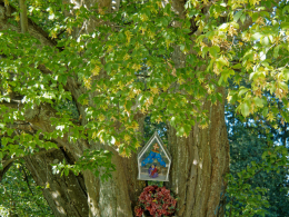 Przydrożna kapliczka na drzewie nad Jeziorem Mylof. Duża Klonia, gmina Czersk. powiat chojnicki, woj.pomorskie.
