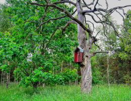 Przydrożna drewniana kapliczka skrzynkowa na drzewie. Lamkowo, gmina Barczewo, powiat olsztyński.