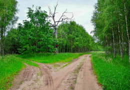 Przydrożna drewniana kapliczka na drzewie. Lamkowo, gmina Barczewo, powiat olsztyński.